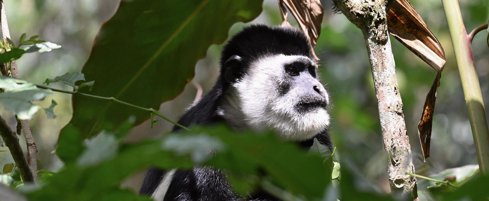 Chimpanzee trek Bwindi