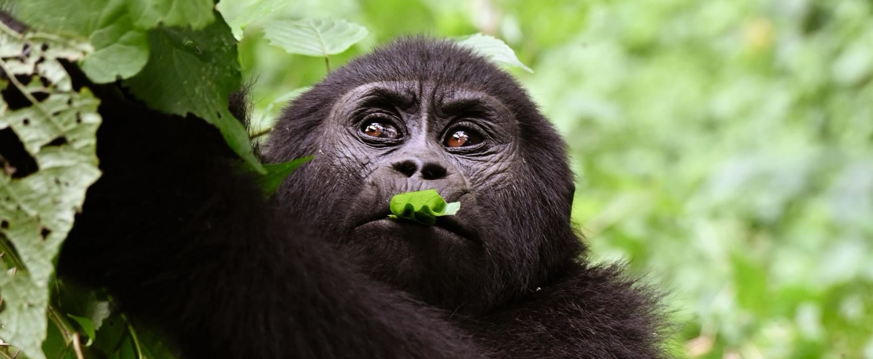 Gorilla tour Bwindi