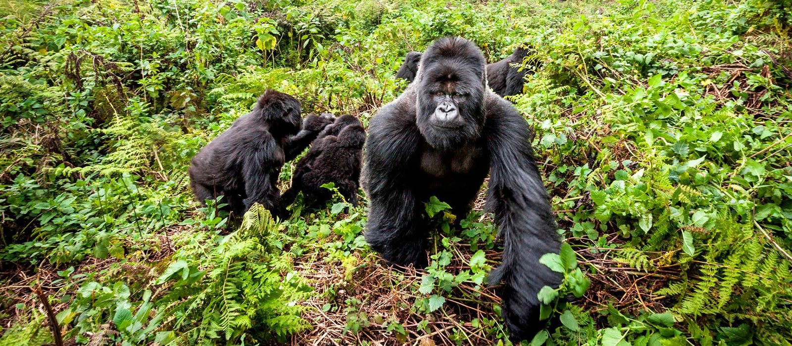 Gorilla trek Uganda